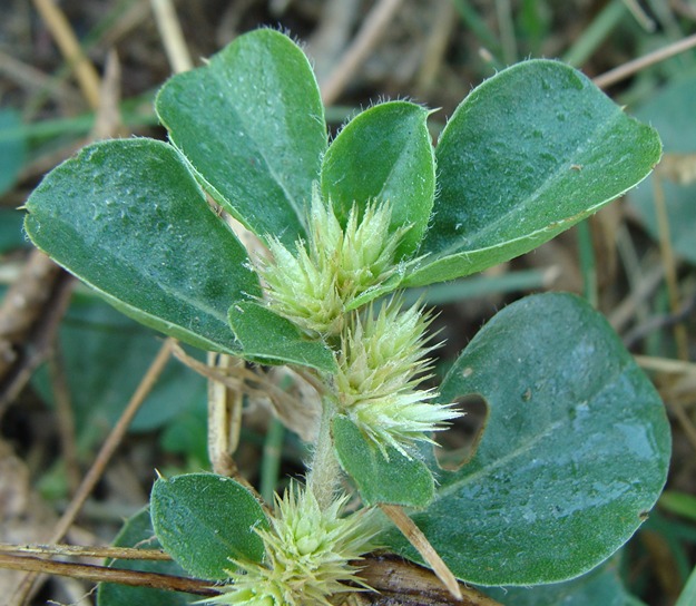 Alternanthera pungens